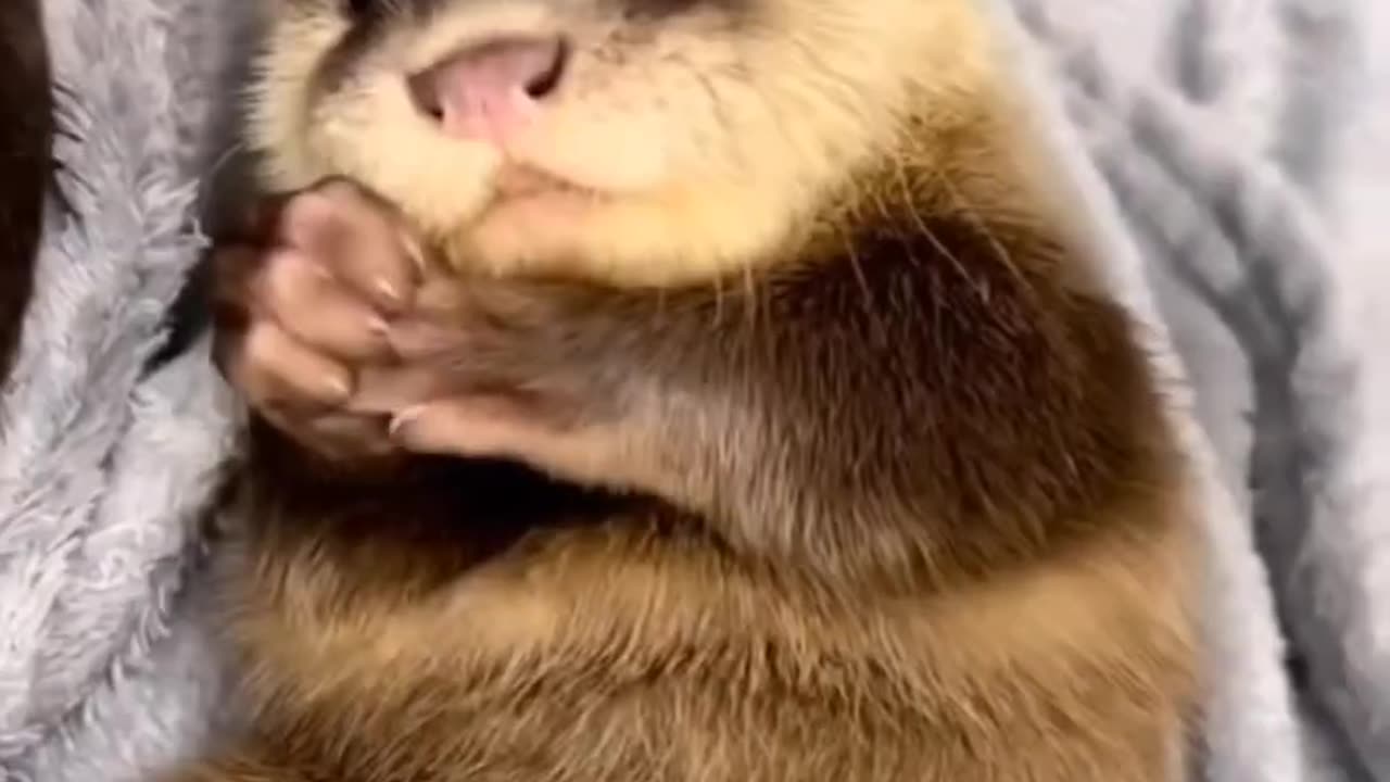 <> Cute Otter Baby <>