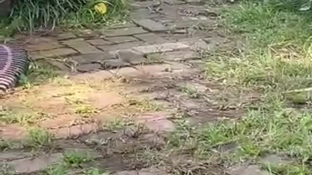 Perro vs serpiente