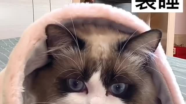 Cut funny cat vedio