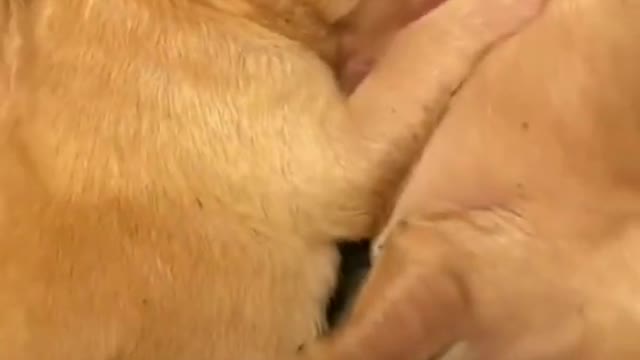 Funniest animals video part 7