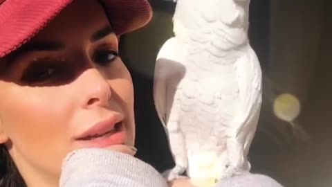 Cockatoo says "Hello"