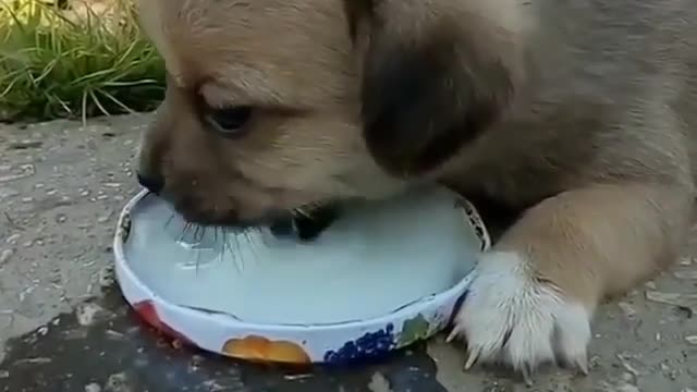 Cute baby dog drink milk with diligently