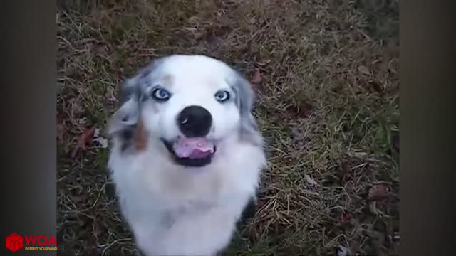 Cute Smiling DOGS!!!