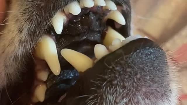 happy dog