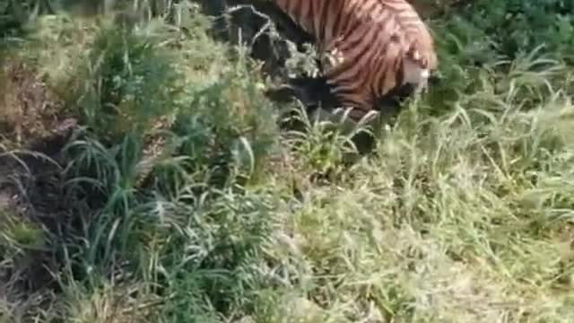 Tiger attack