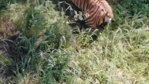 Tiger attack