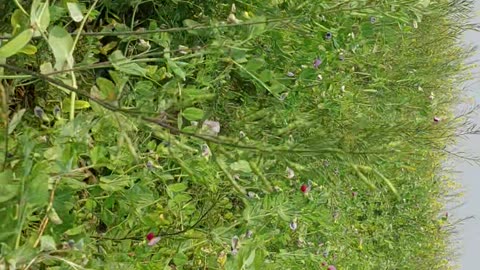 greenery farming