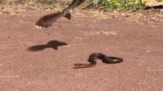 Bird Vs Snakes Fights