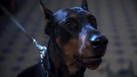 strong Doberman Ready to attack