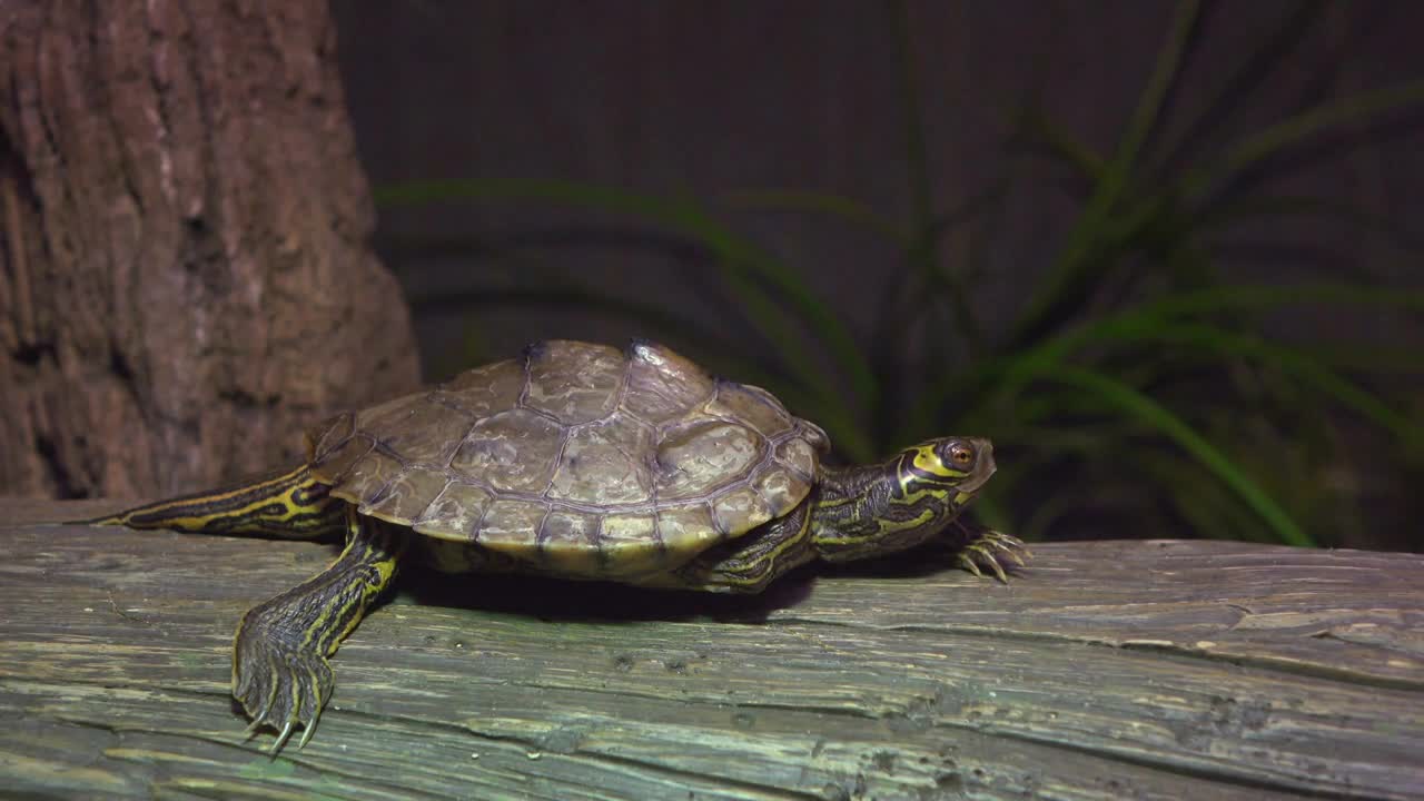 Turtle relaxing on wooden log looking around