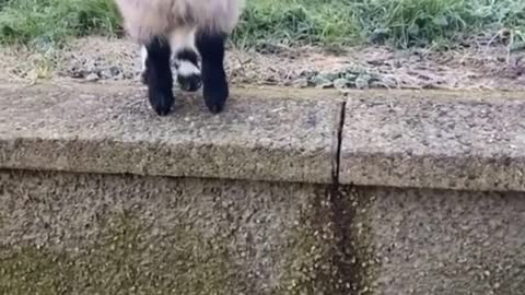 cat vs goat