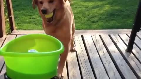 Dog so happy with this game☺️🥰What is the name of this toy?