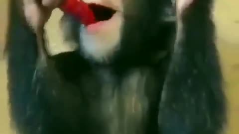 Funny monkey who loves icecream!