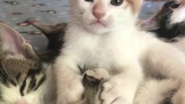 #The_Loveliest_Animals cat , cat video, cute cat funny cat