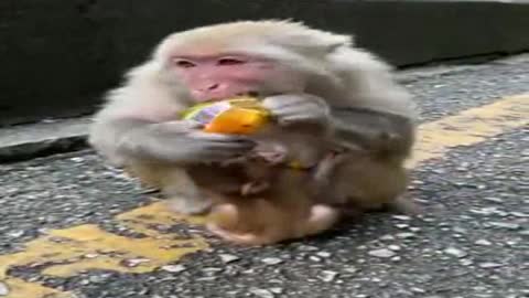 Super Cute Baby Monkey