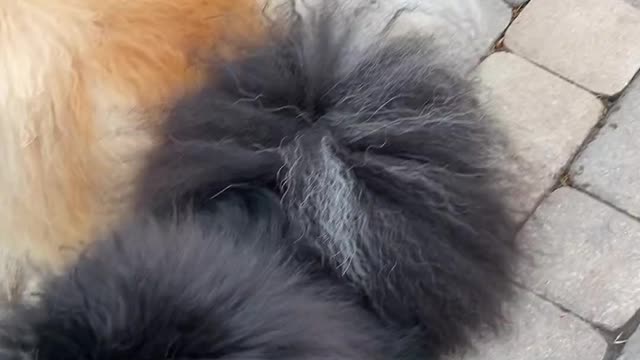 A Furry Dog For A Pet Lover cute?