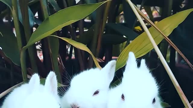 Cute rabbits are played