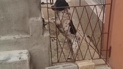 CUTE!!! (DOG OPENS GATE).