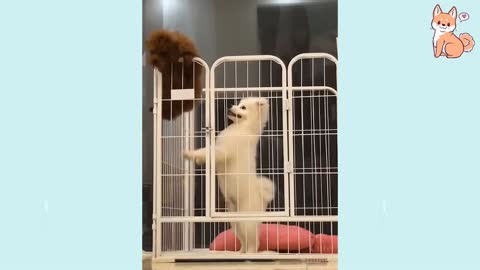 🤣Funny Dog Videos.