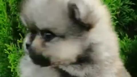 Orange Sable Reutje 23 Pomeranian Residence Leeftijd