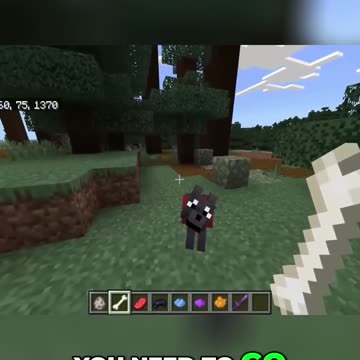 Unveiling the Elusive Black Wolf in its Natural Habitat