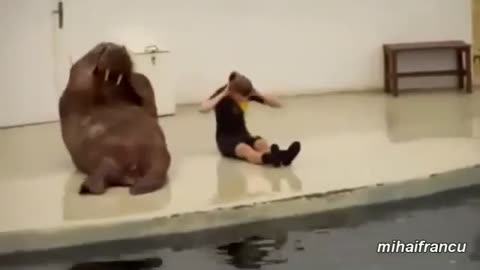 Walrus does sport - sit ups. Funny Animals