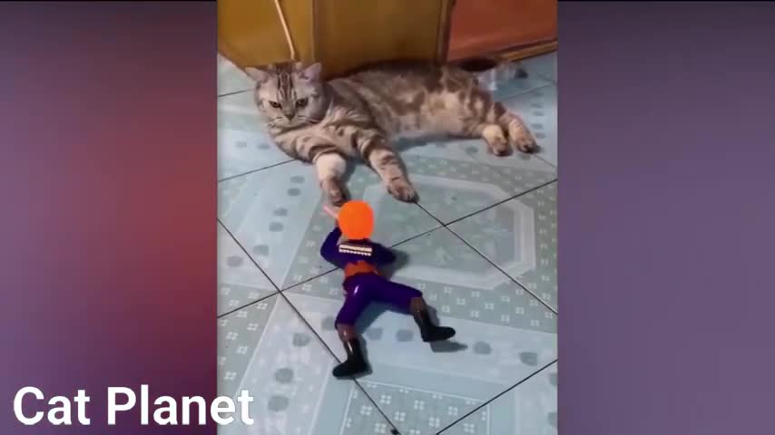 hilarious cat compilations