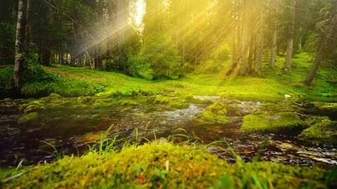 Green forest