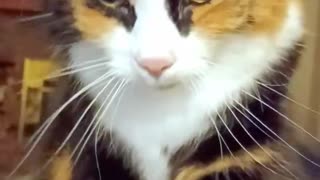 Cat Kneading and Purring