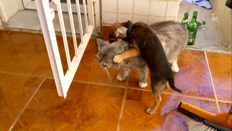 super_classico_cat_vs_dog