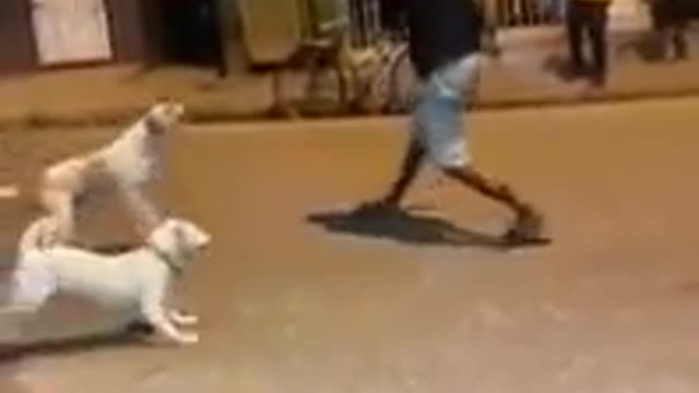 Man vs dog fight