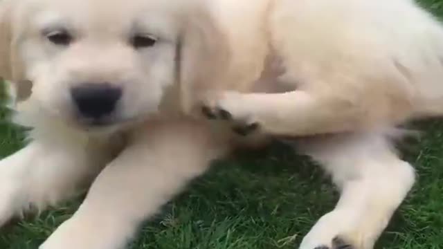 Cute dog funny moment 2022