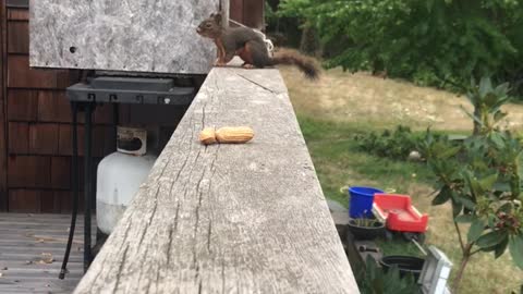 Squirrel Sneaks Off with Peanut