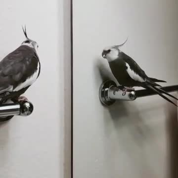 The cockatiel bird looks at itself in the mirror and makes sad sounds