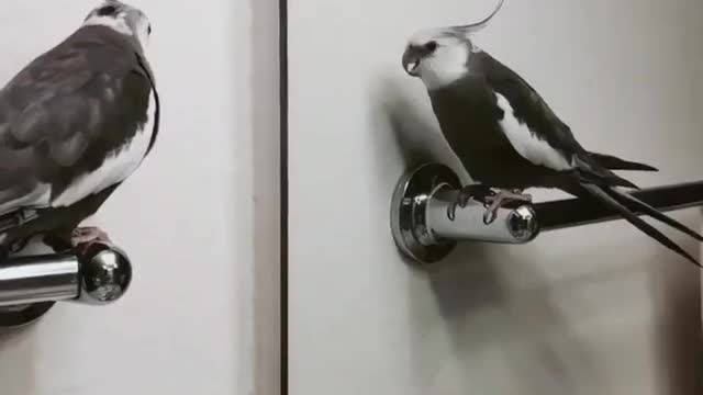The cockatiel bird looks at itself in the mirror and makes sad sounds