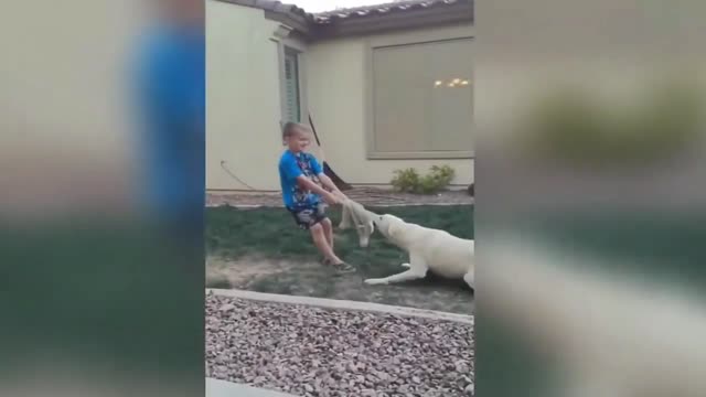 A child plays with his dog and then falls into the water