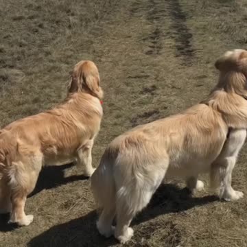 America dogs. 3. Fun. everyday situations. Fun. Exclusive for summer 2021.