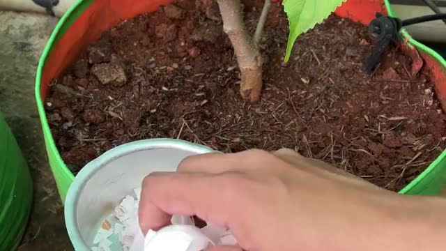 MAGIC OF EGG-SHELLS IN GARDEN | HOW TO USE EGGSHELLS FOR PLANTS?