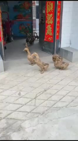 Ducks going door to door picking up their friends! #hilarious #funnyanimals