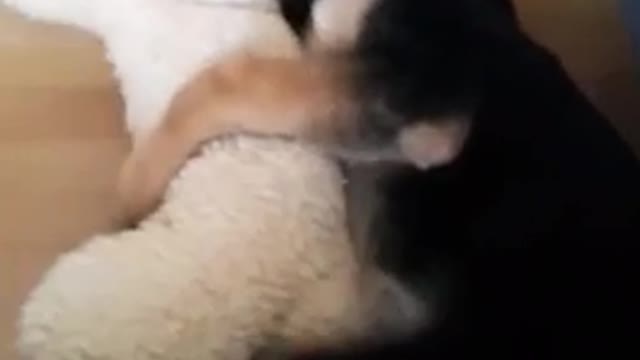 Topi the Dog is giving some love to his fav toy