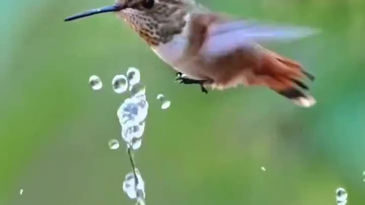 Beautiful Bird playing with water must watch