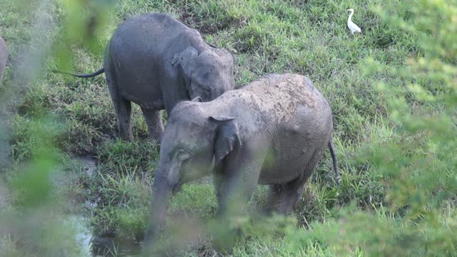 Baby elephant playing with water