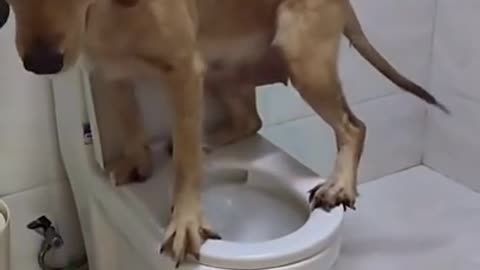 Dogs are so intelligent must watch