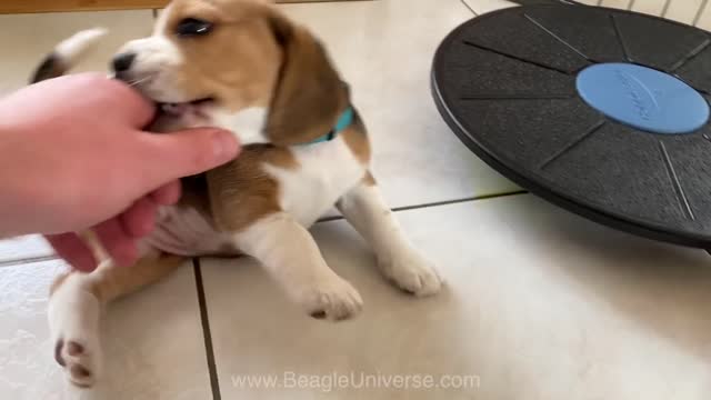 I Got Attacked by a Very cute Beagle Puppy !