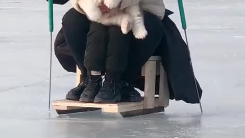 Funniest and Cutest Puppies