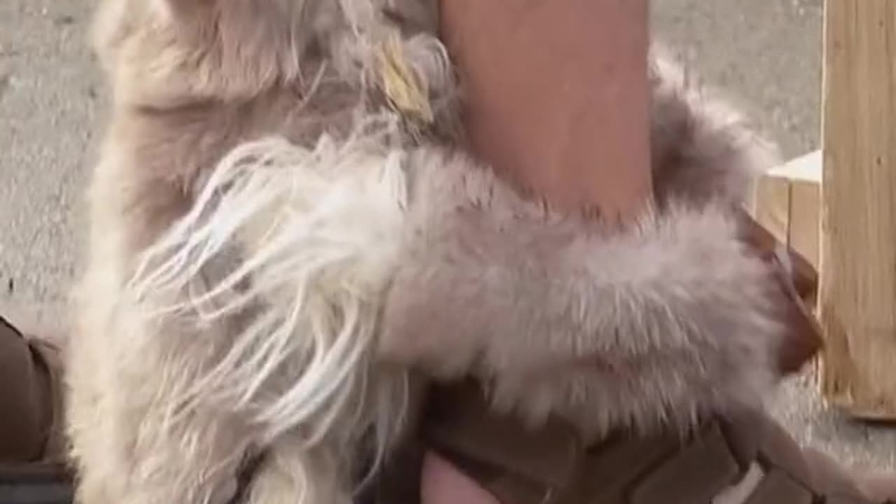 #Useful#Beautiful#Funny #Funny video#laugh# interesting#video#short video#short#short cut