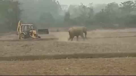 Funny Elephant vs JCB - Fight