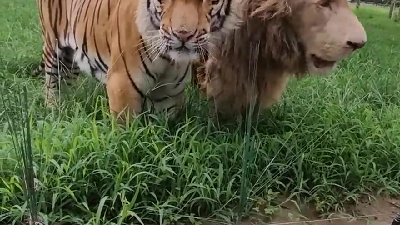 Tiger and Lion