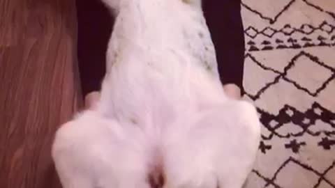 Big dog laying between owners legs on back
