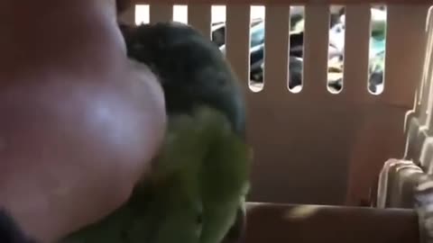 Crying bird